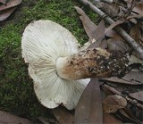 Tricholoma dryophilum image