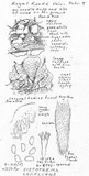 Sistotrema confluens image
