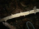 Aleurodiscus aurantius image
