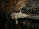Aleurodiscus aurantius image