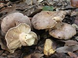 Lactarius argillaceifolius var. megacarpus image