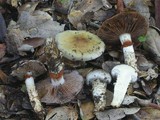 Cortinarius glutinosoarmillatus image