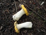 Cantharellus phasmatis image