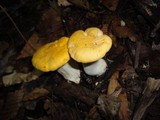 Cantharellus phasmatis image