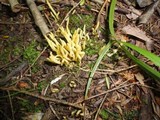 Clavulinopsis fusiformis image