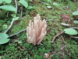 Clavaria fumosa image
