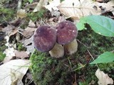 Tylopilus rubrobrunneus image