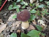 Tylopilus rubrobrunneus image