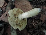 Xanthoconium affine image