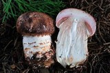 Agaricus pattersoniae image