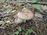 Lactarius argillaceifolius image