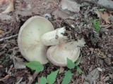 Lactarius argillaceifolius image