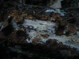 Peniophorella praetermissa image