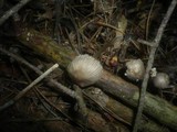 Mycena abramsii image