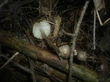 Mycena abramsii image