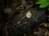 Mycena vitilis image