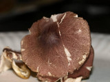 Lepiota roseolivida image