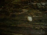 Mycena vitilis image