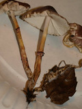 Lepiota roseolivida image