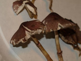 Lepiota roseolivida image