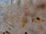 Panaeolus cyanescens image