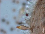 Panaeolus cyanescens image