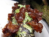 Exidia recisa image