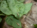 Puccinia aegopodii image