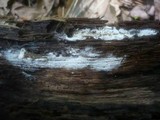 Sistotrema brinkmannii image