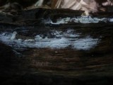 Sistotrema brinkmannii image