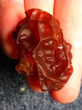 Exidia recisa image
