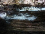 Sistotrema brinkmannii image