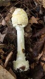 Amanita velatipes image