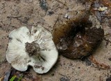 Russula densifolia image