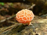Rhodotus palmatus image