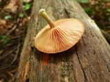 Rhodotus palmatus image