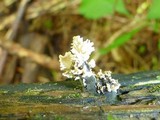 Xylaria cubensis image