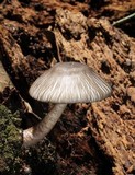 Agaricus endoxanthus image