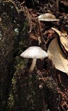 Agaricus endoxanthus image