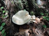 Bondarzewia berkeleyi image