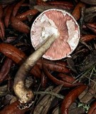 Agaricus endoxanthus image