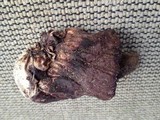 Scleroderma macrorhizon image