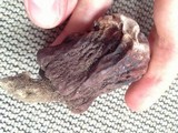 Scleroderma macrorhizon image