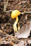 Pulveroboletus curtisii image