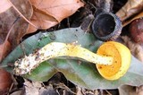 Pulveroboletus curtisii image