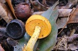 Pulveroboletus curtisii image
