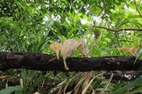 Cymatoderma caperatum image