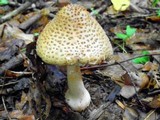 Amanita amerirubescens image
