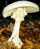 Amanita cokeri image