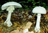 Amanita cokeri image